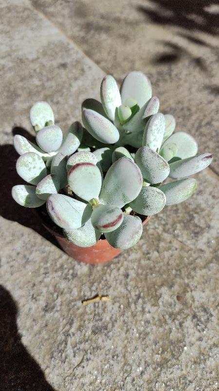 Cotyledon orbiculata.jpg